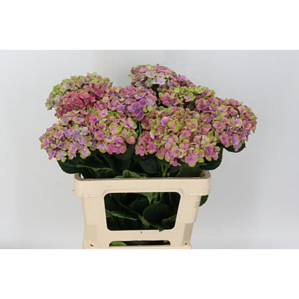 Hydrangea M Mag Coral 60cm A1 Col-Pink