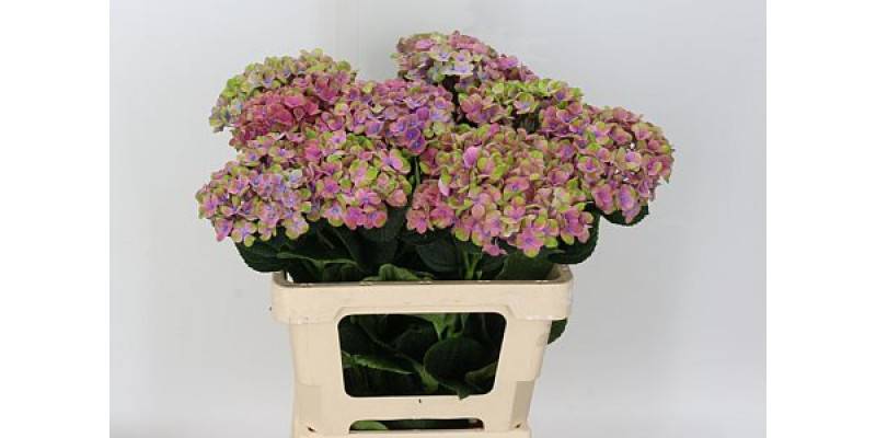 Hydrangea M Mag Coral 60cm A1 Col-Pink