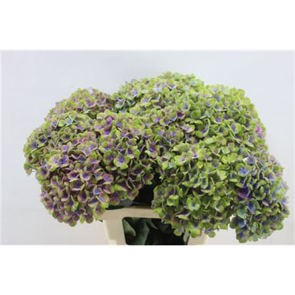 Hydrangea M Coral Blue 55cm 55cm A1