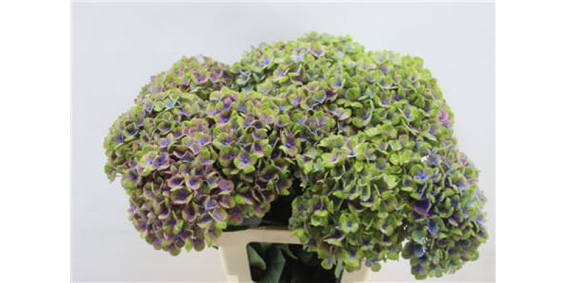 Hydrangea M Coral Blue 55cm 55cm A1