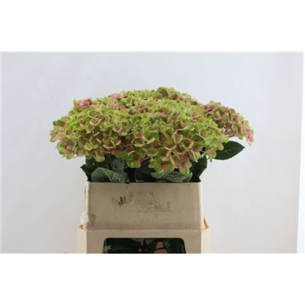 Hydrangea M Coral Pink 80cm 80cm A1