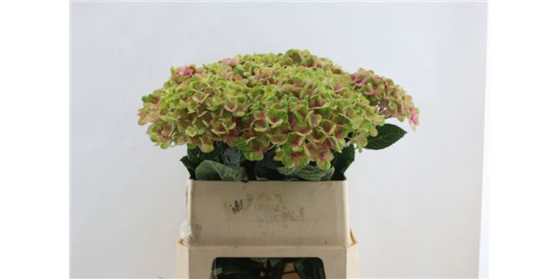 Hydrangea M Coral Pink 80cm 80cm A1