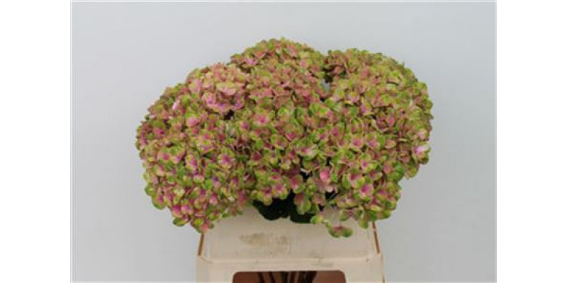 Hydrangea M Coral Pink 80cm 80cm A1
