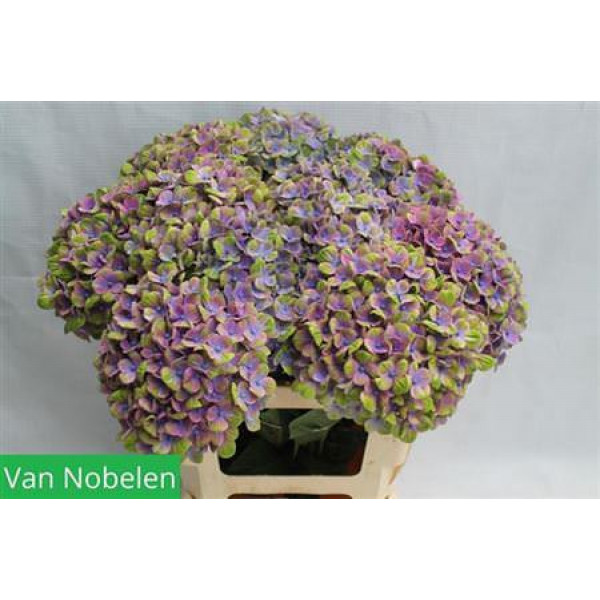 Hydrangea M Coral Blue 55cm 55cm A1