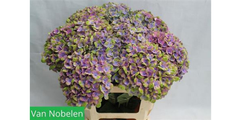 Hydrangea M Coral Blue 55cm 55cm A1