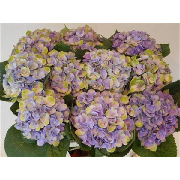 Hydrangea M Mag Amethyst 60cm A1 Col-Pink