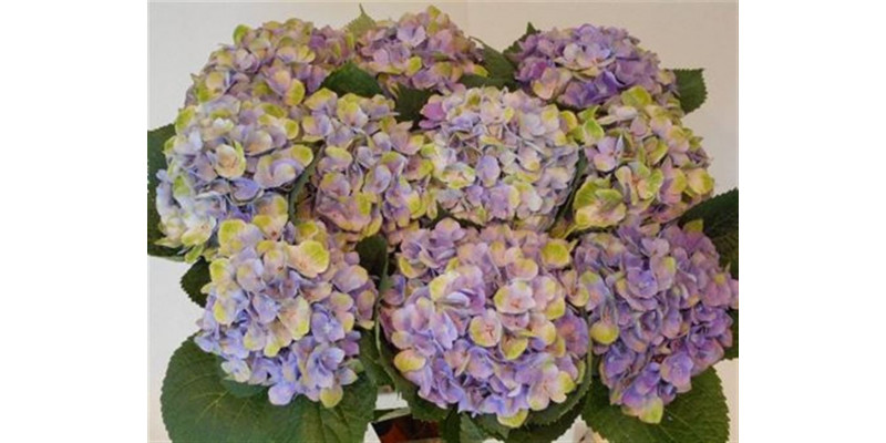 Hydrangea M Mag Amethyst 60cm A1 Col-Pink