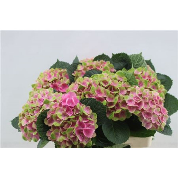 Hydrangea M Amethyst 60cm A1