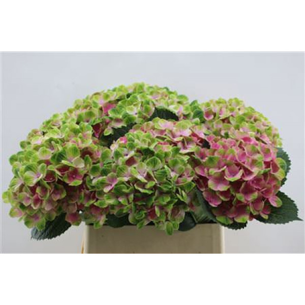 Hydrangea M Amethyst Pink 60cm A1