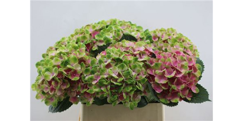 Hydrangea M Amethyst Pink 60cm A1