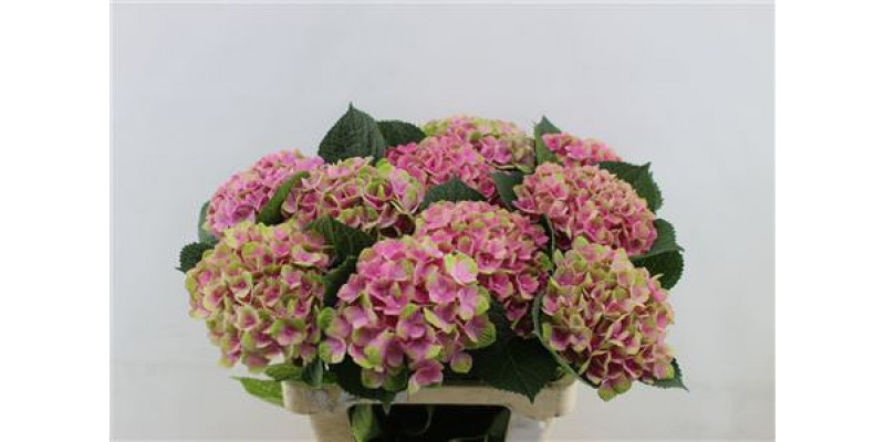 Hydrangea M Amethyst 60-16 60cm A1