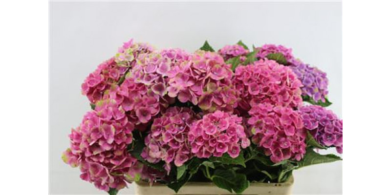 Hydrangea M Amethyst Branched 60cm A1