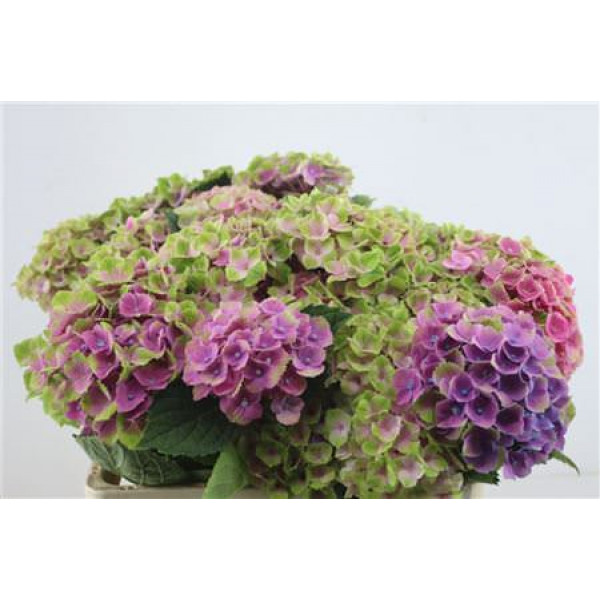 Hydrangea M Amethyst Branched 60-16 60cm A1