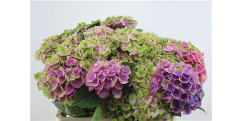 Hydrangea M Amethyst Branched 60-16 60cm A1