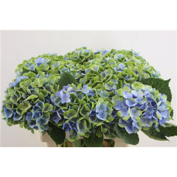 Hydrangea M Amethyst Pu 60-18 60 cm A1