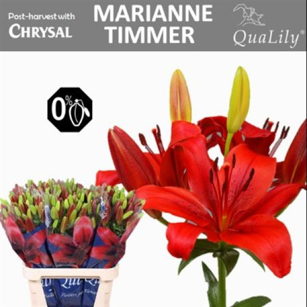 Lillys As Mariann Timmer 4Plus 85cm A1