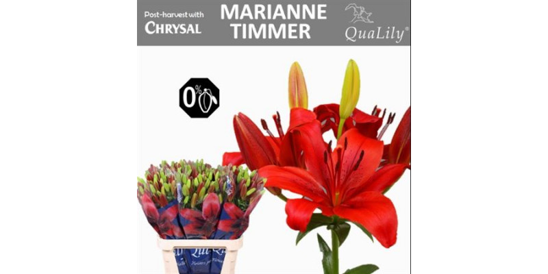 Lillys As Mariann Timmer 4Plus 85cm A1