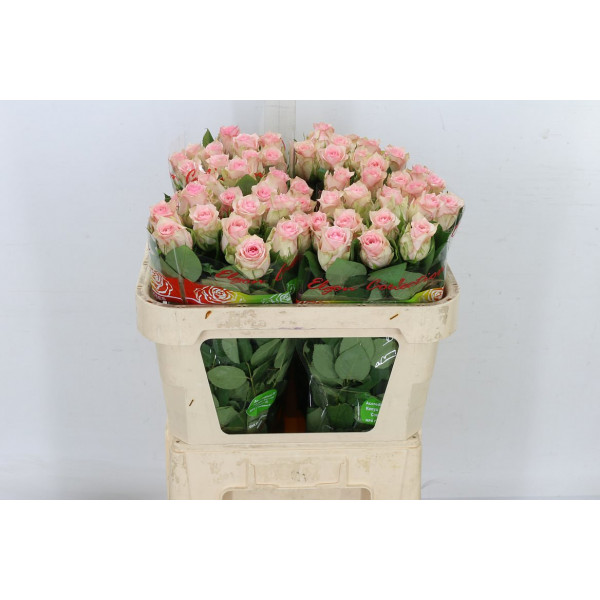 Rose Gr Sudoku 70cm  Col-Pink