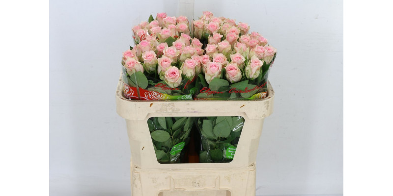 Rose Gr Sudoku 70cm  Col-Pink