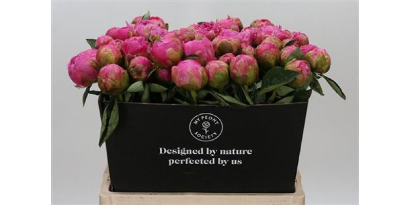 Peonies Jacorma 60cm  Col-Pink