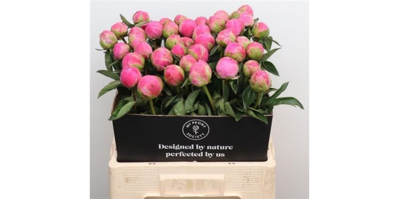 Peonies L Jacorma 60cm 