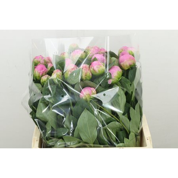 Peonies L Jacorma X 60cm A1