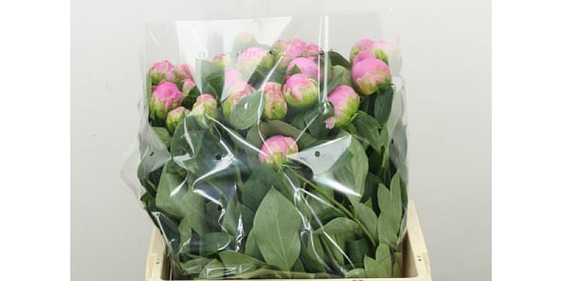 Peonies L Jacorma X 60cm A1