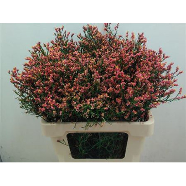 Limonium Sin Orange Dia 65cm A1