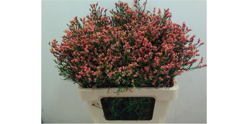 Limonium Sin Orange Dia 65cm A1