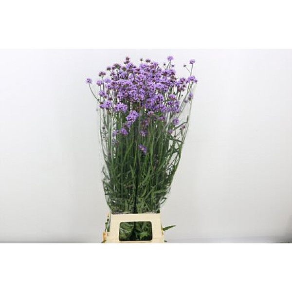 Verbena Has P Spires 100cm A1