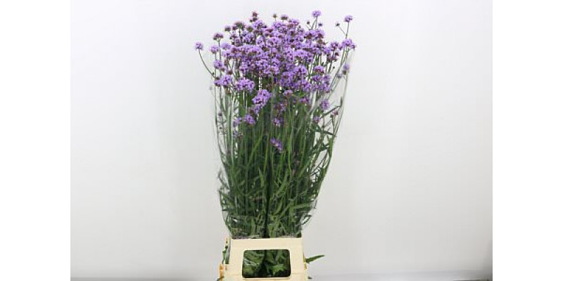 Verbena Has P Spires 100cm A1