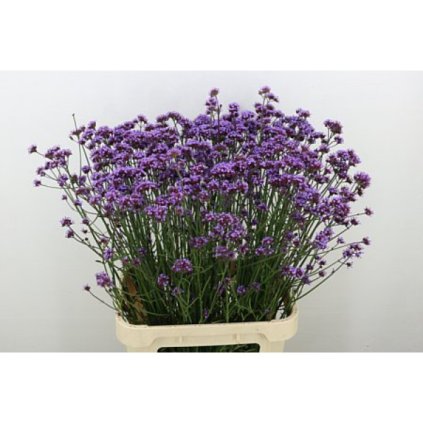 Verbena Has P Spires 90cm A1