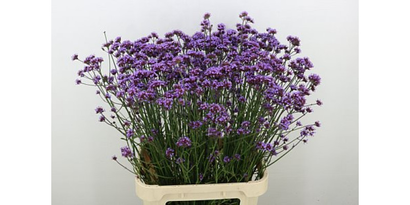 Verbena Has P Spires 90cm A1