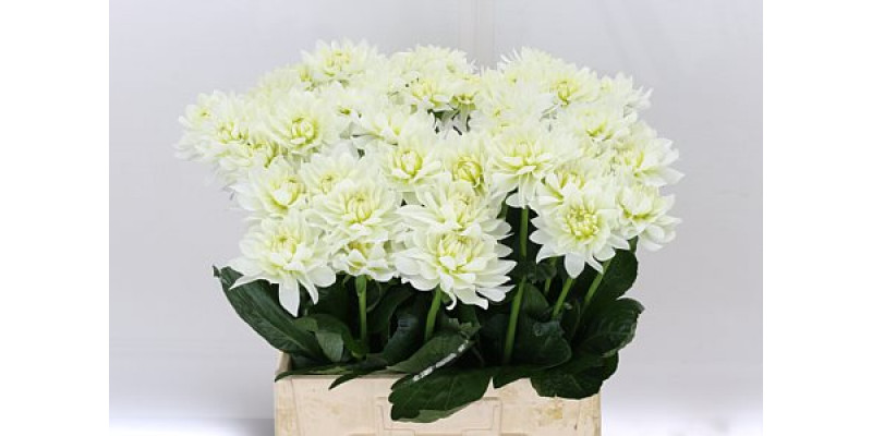 Dahlia Karma Maa Zwaan 60cm A1 Col-White