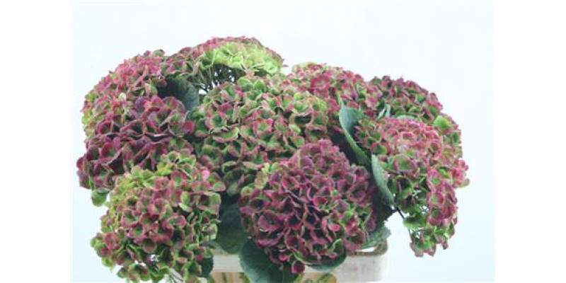 Hydrangea M Cl Amethyst 60-14 60 cm A1