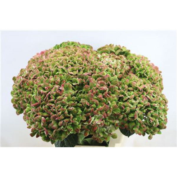 Hydrangea M Coral Cl 60-18 60cm A1