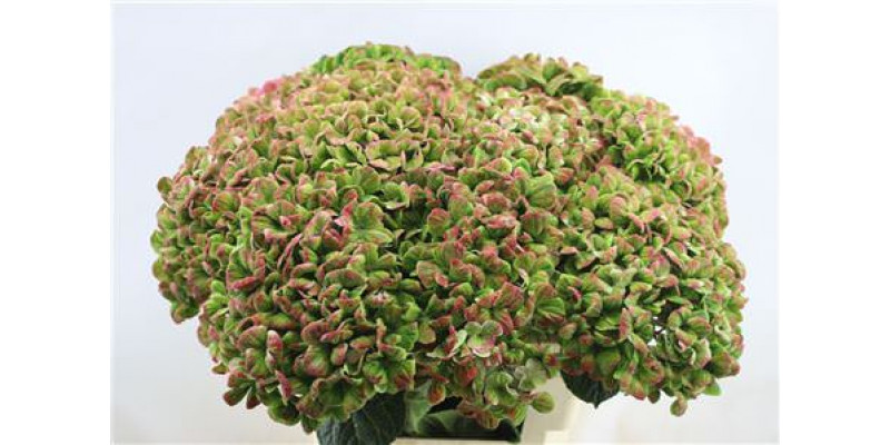 Hydrangea M Coral Cl 60-18 60cm A1