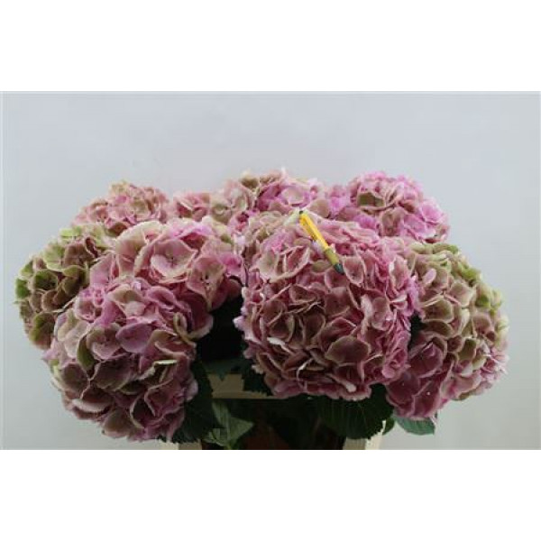 Hydrangea M Mammoet Cl 80cm 80cm A1