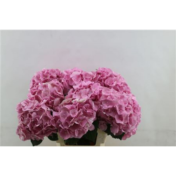 Hydrangea M Mammoet Pink 60cm 60cm A1