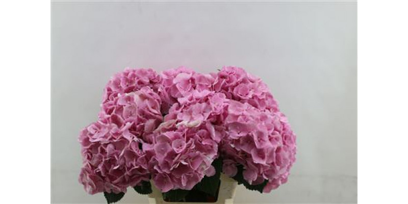 Hydrangea M Mammoet Pink 60cm 60cm A1