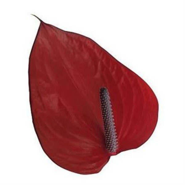 Anthurium Anouk Impr X12 12cm 12 Col-Burgundy