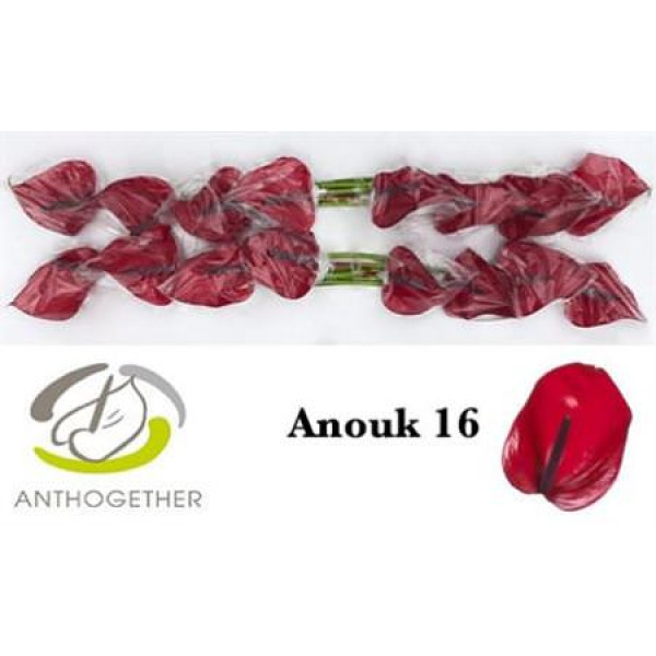 Anthurium Anouk Impr X16 16cm 16 Col-Burgundy