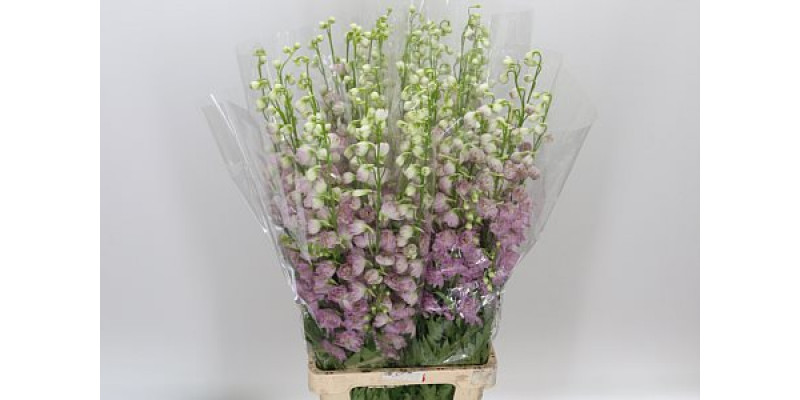 Delphinium Du Dewi Lady 80cmcm A1