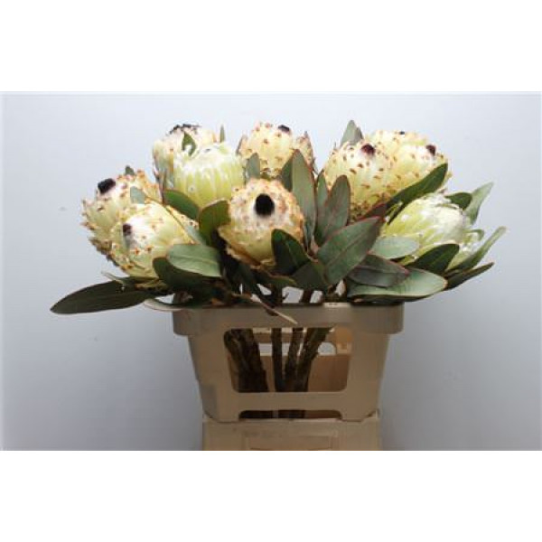 Protea Barb Snow Queen 60cm A1