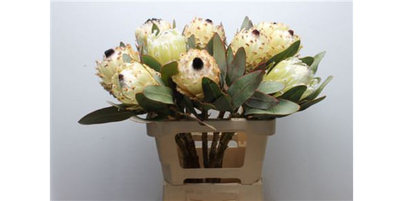 Protea Barb Snow Queen 60cm A1