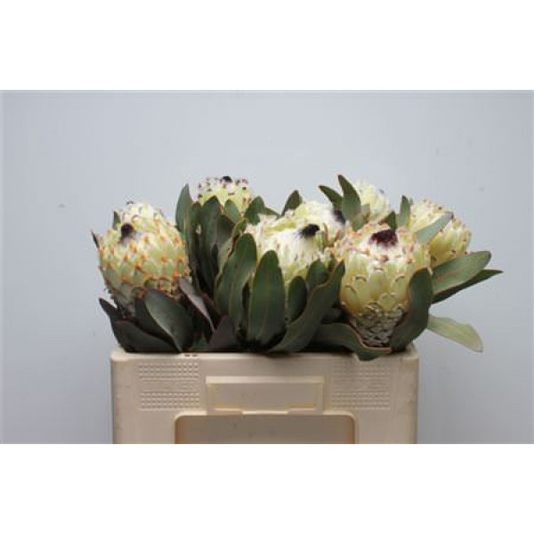 Protea Barb Snow Queen 50cm A1