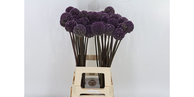 Allium Summer Drummer 80cm A1