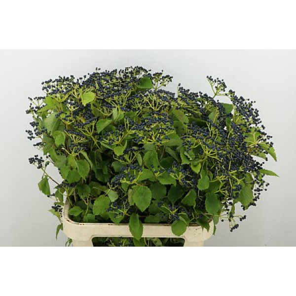 Viburnum Magical Blue 90cm A1