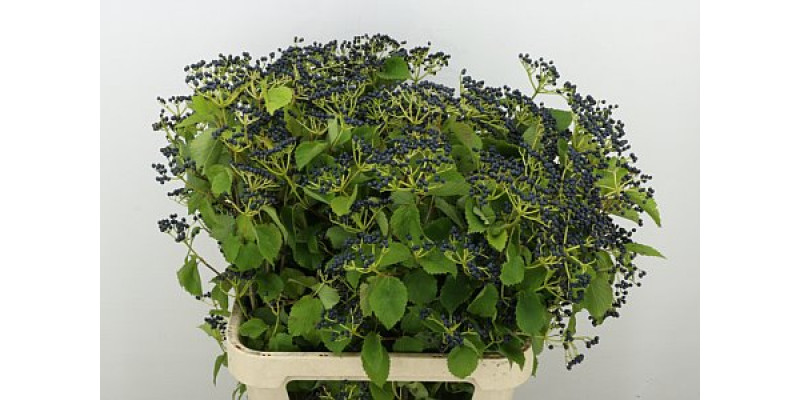 Viburnum Magical Blue 90cm A1