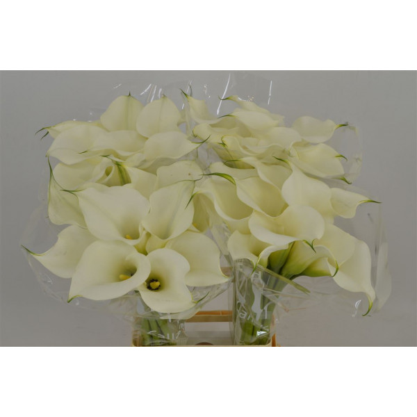 Zanthedeschias (Calla Lilly) Captain Ventura 70cm A1 Col-Cream